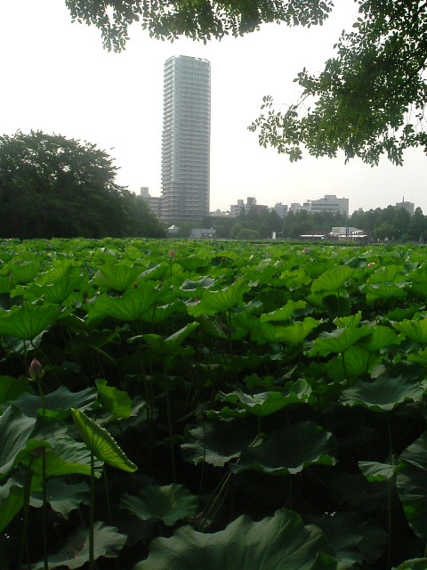 Lotus urbain - Tokyo