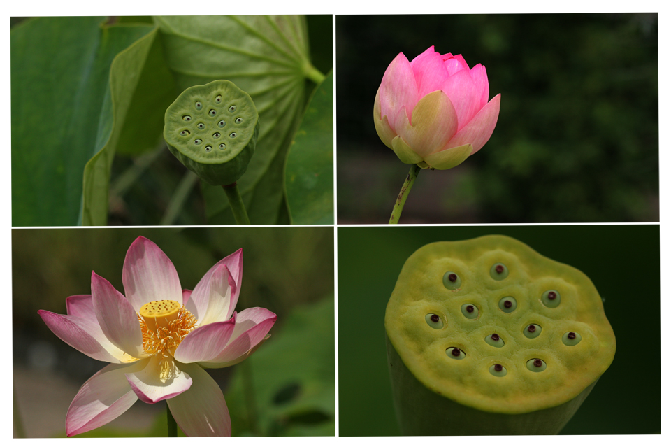 Lotus - Variationen