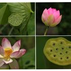 Lotus - Variationen