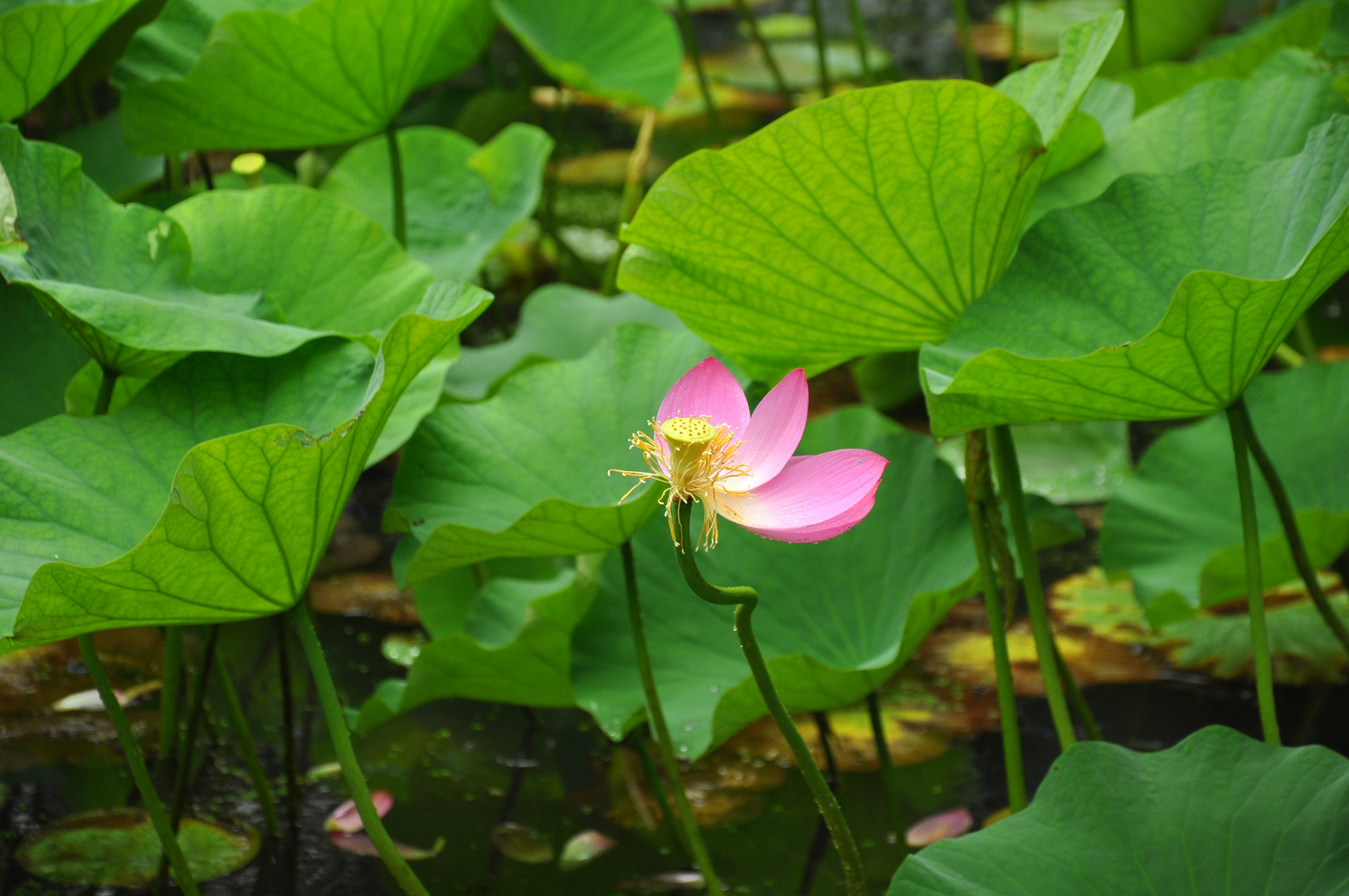 Lotus - Vergängliche Schönheit China