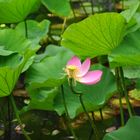 Lotus - Vergängliche Schönheit China