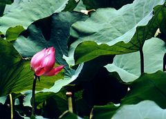 Lotus, Vietnam