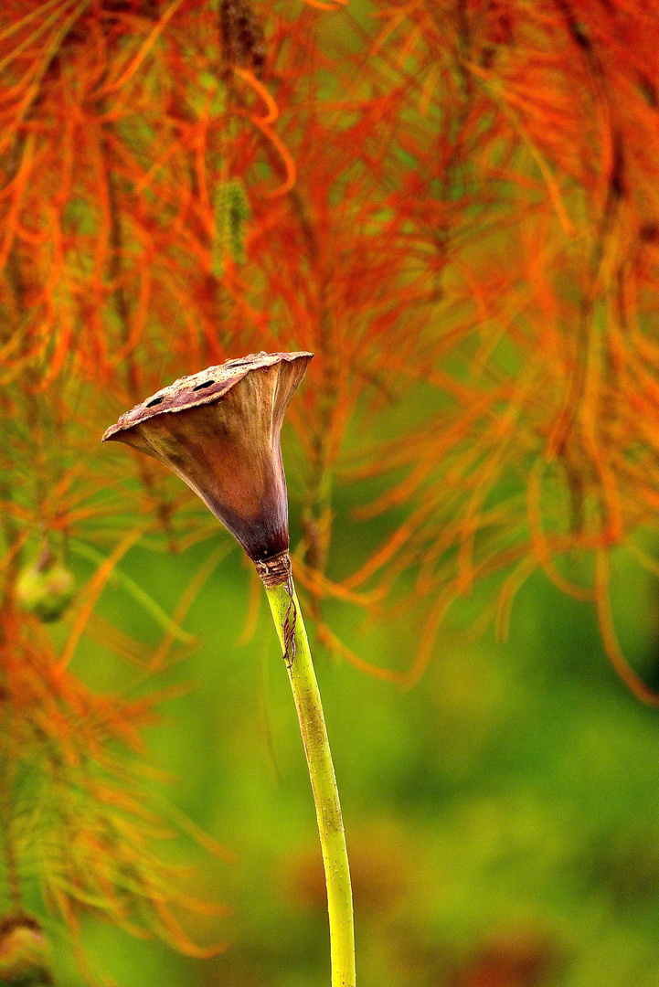 Lotus vor Herbst