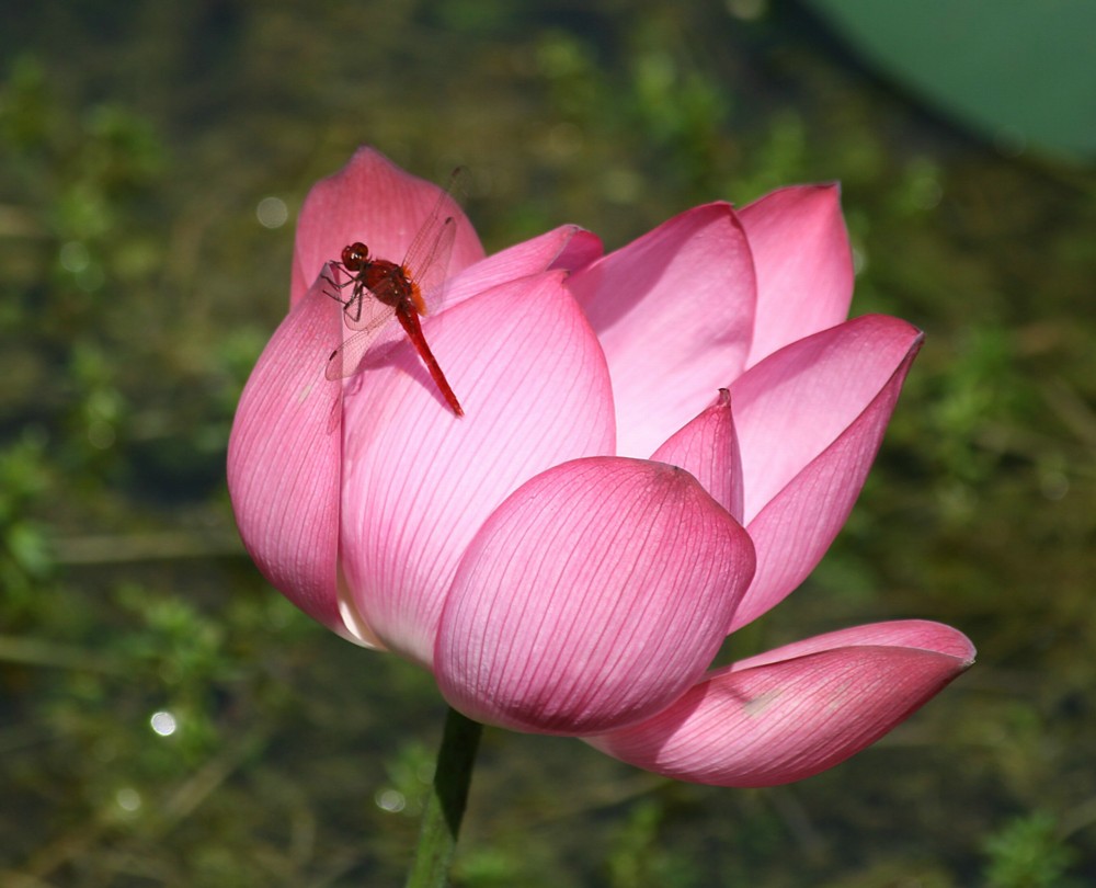 Lotus(2)
