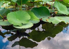 lotusblätterschatten...