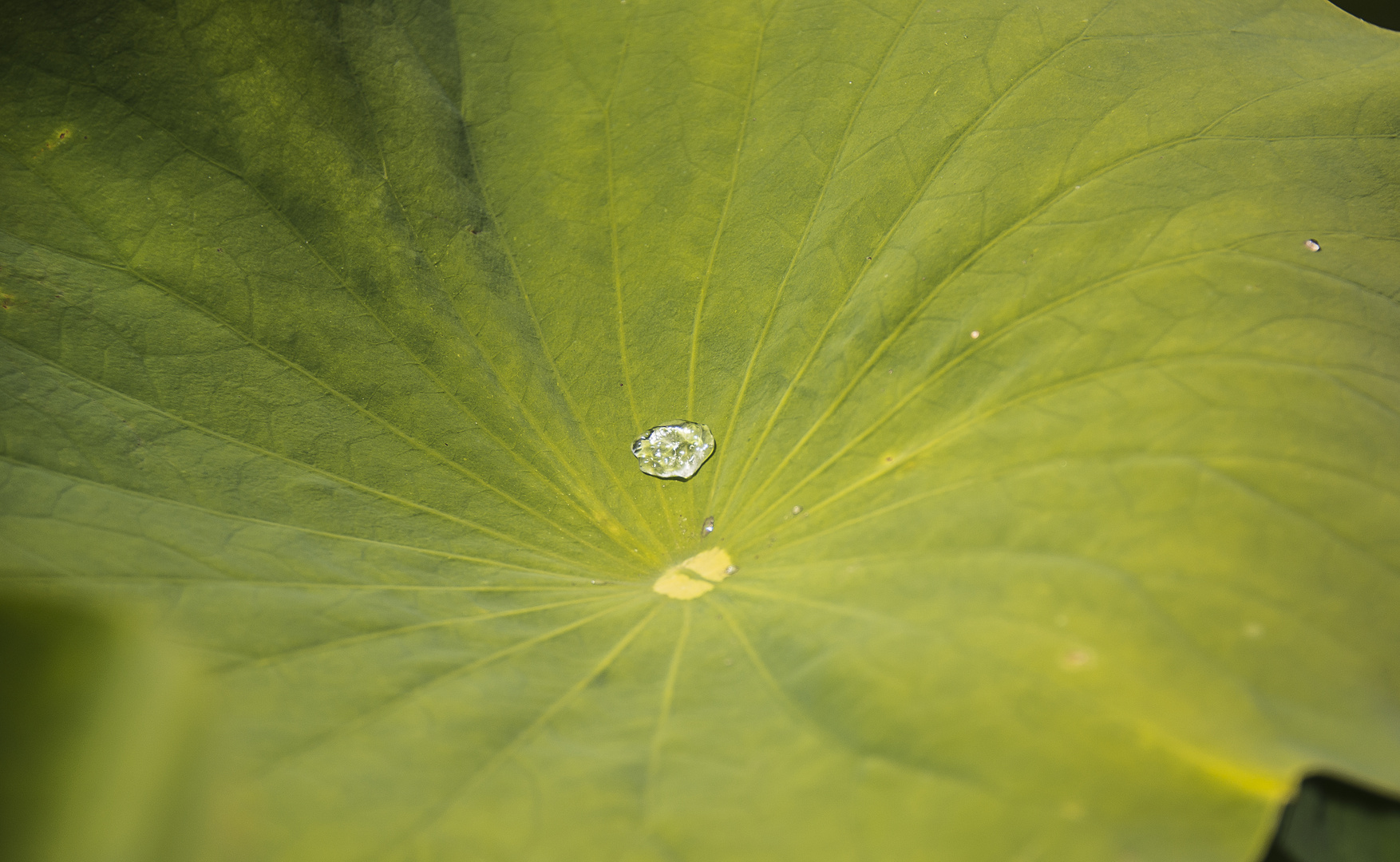 Lotusblatt mit Wassertropfen