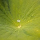 Lotusblatt mit Wassertropfen