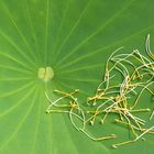 Lotusblatt (Nelumbo nucifera)