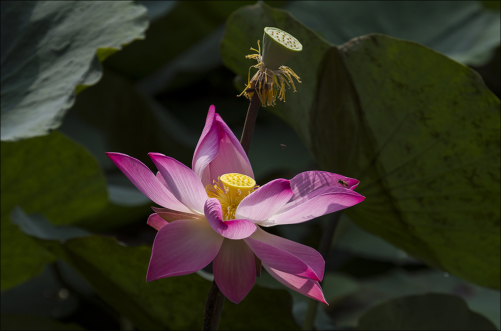 Lotusblühte
