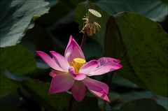 Lotusblühte