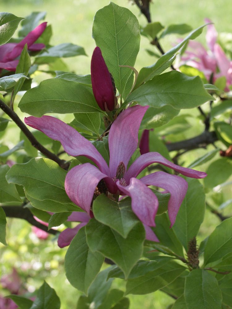 Lotusblüte von Horst Puhlmann 