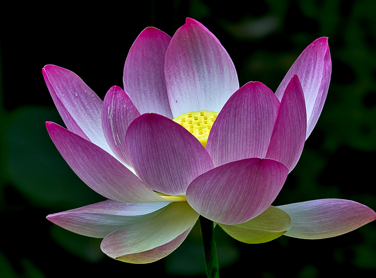 Lotusblüte...... Foto & Bild makro, natur, landschaft Bilder auf