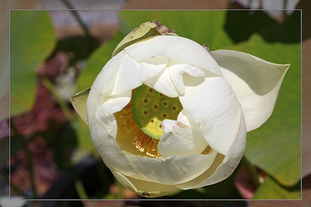 Lotusblüte