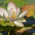 Lotusblüte 1