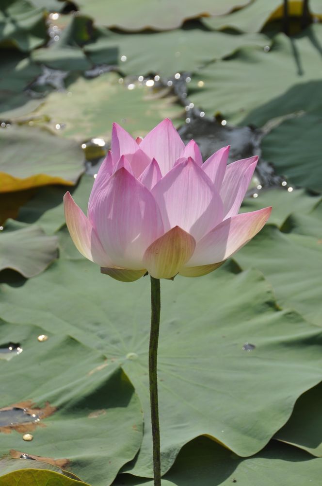 Lotusblüte 2