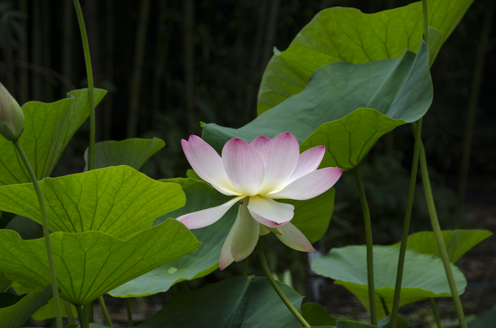 Lotusblüte