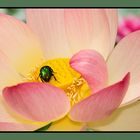 "Lotusblüte"