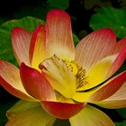 Lotusblüte 