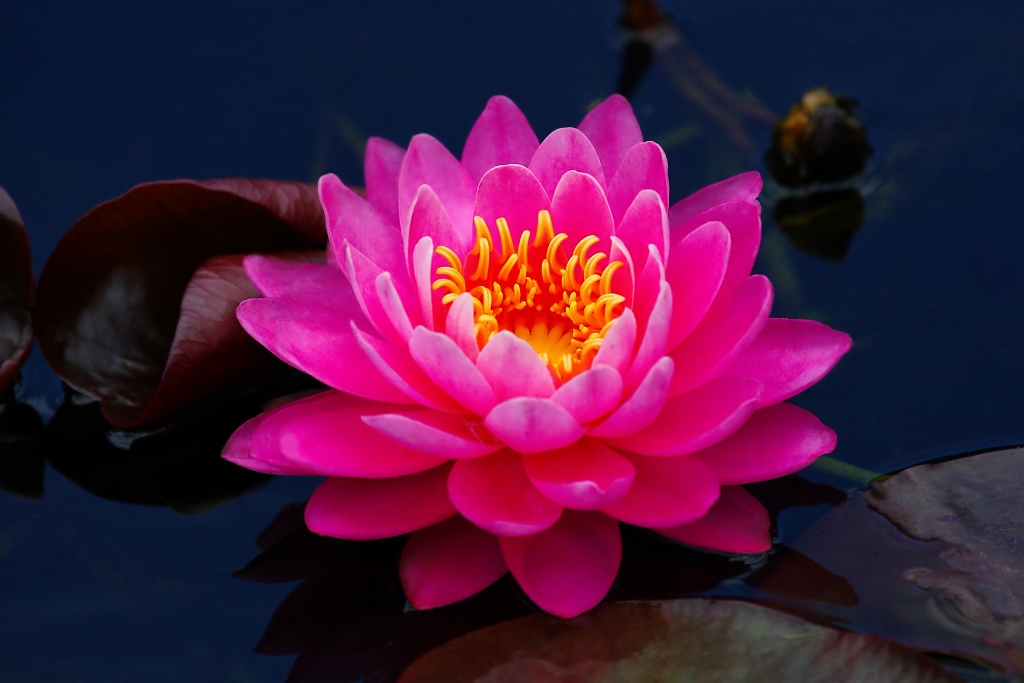 Lotusblüte Foto & Bild wasser, teich, natur Bilder auf