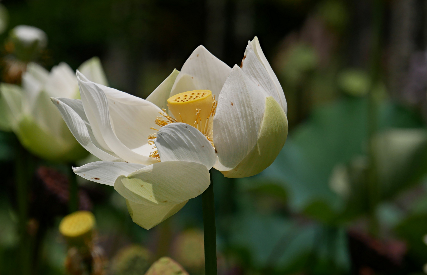 Lotusblüte