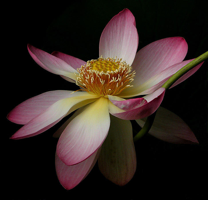 Lotusblüte von Albert Hanslin