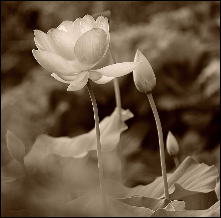 Lotusblüte ..