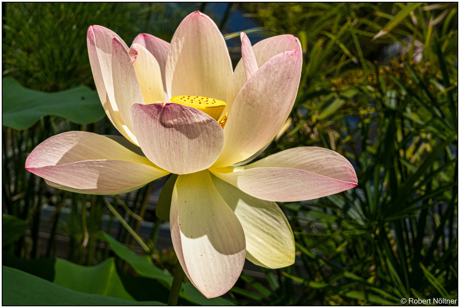 Lotusblüte als Mittwochsblümchen