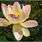 Lotusblüte als Mittwochsblümchen