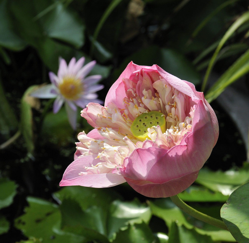 Lotusblüte am Golden Mount