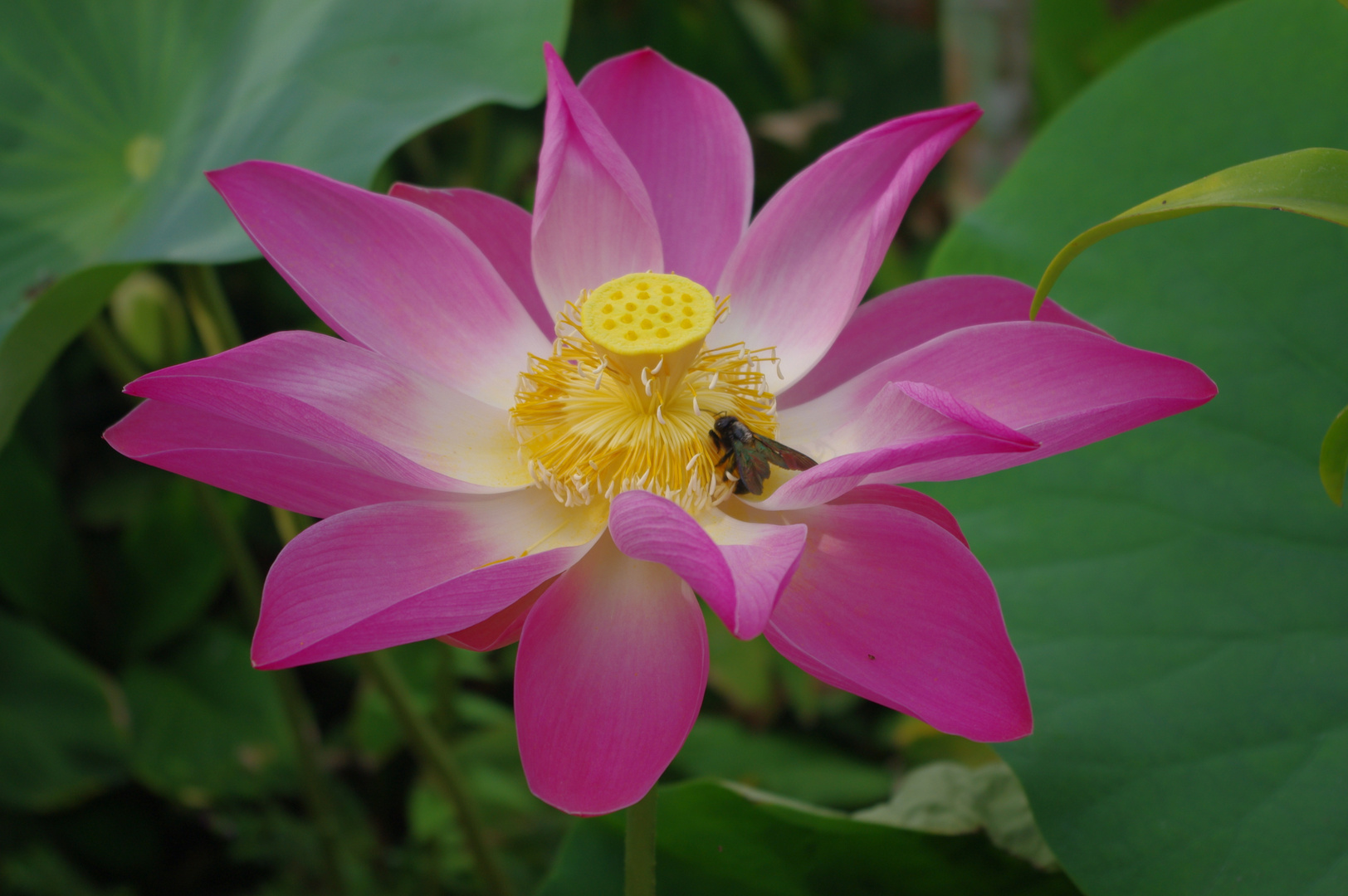 Lotusblüte auf Bali