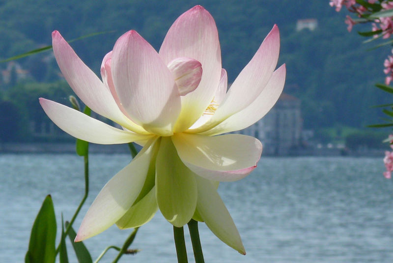 Lotusblüte auf der Isola Madre im Lago Maggiore