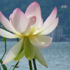 Lotusblüte auf der Isola Madre im Lago Maggiore