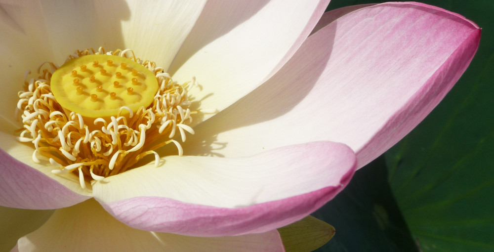 Lotusblüte auf Tuchfühlung