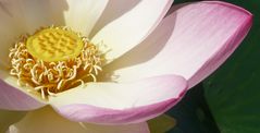 Lotusblüte auf Tuchfühlung