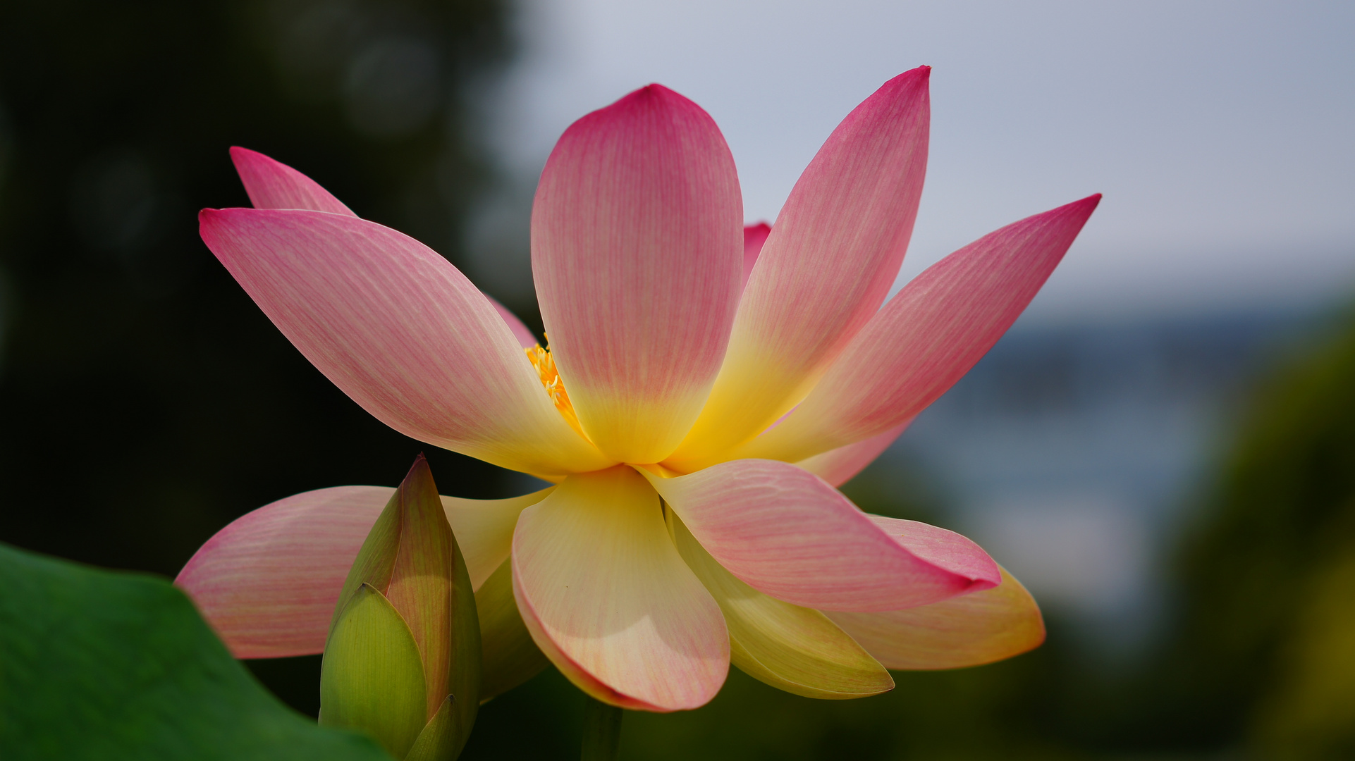 Lotusblüte...... Foto & Bild natur, pflanzen, blüten & kleinpflanzen