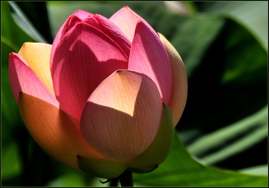 Lotusblüte Foto & Bild pflanzen, pilze & flechten, blüten