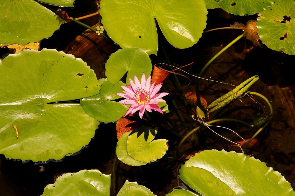 Lotusblüte