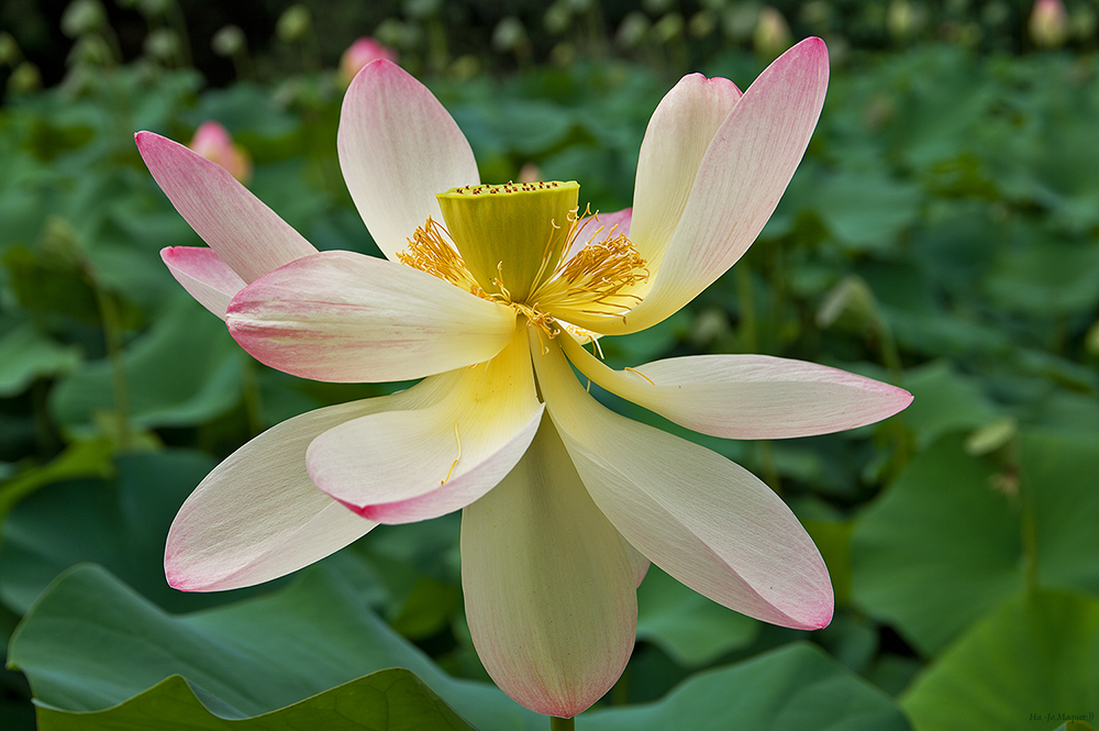 Lotusblüte.