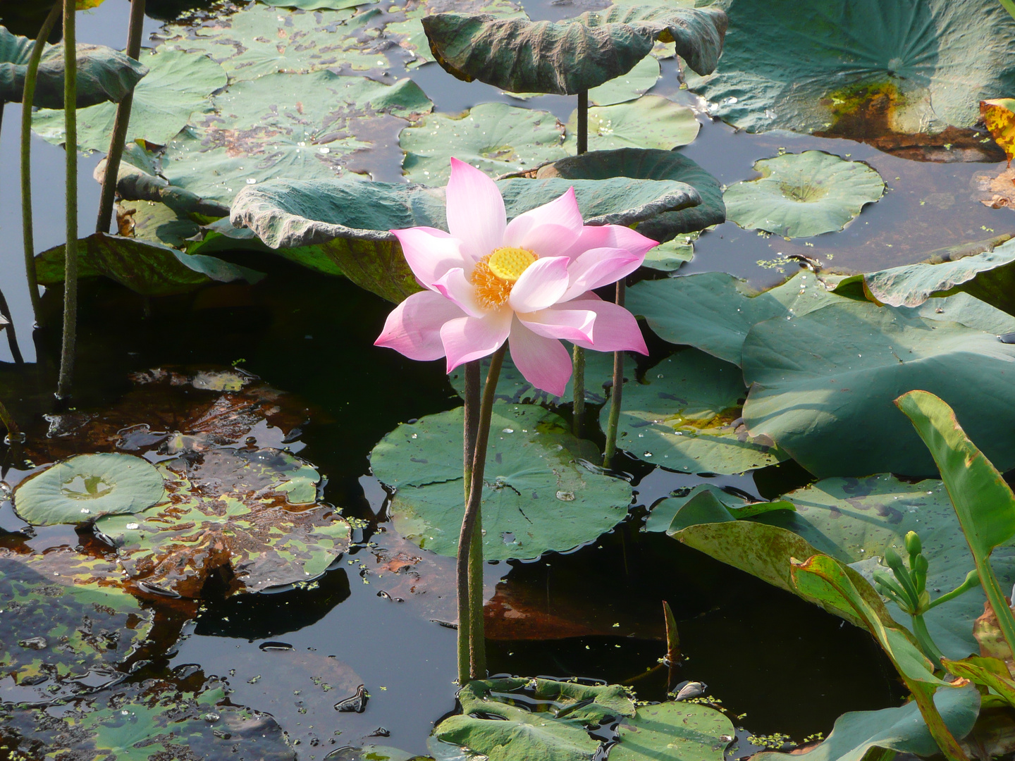 Lotusblüte