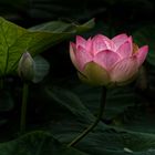 Lotusblüte I