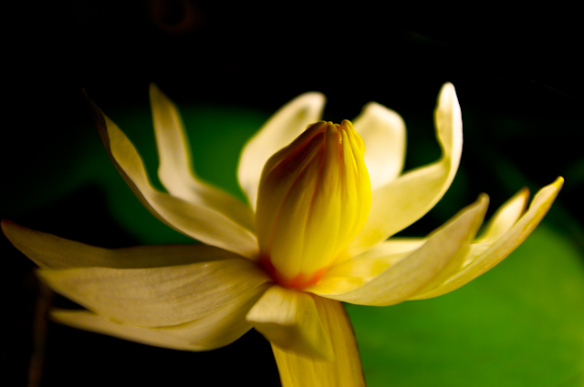 Lotusblüte im Aquarium