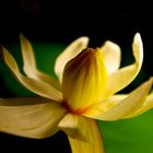 Lotusblüte im Aquarium