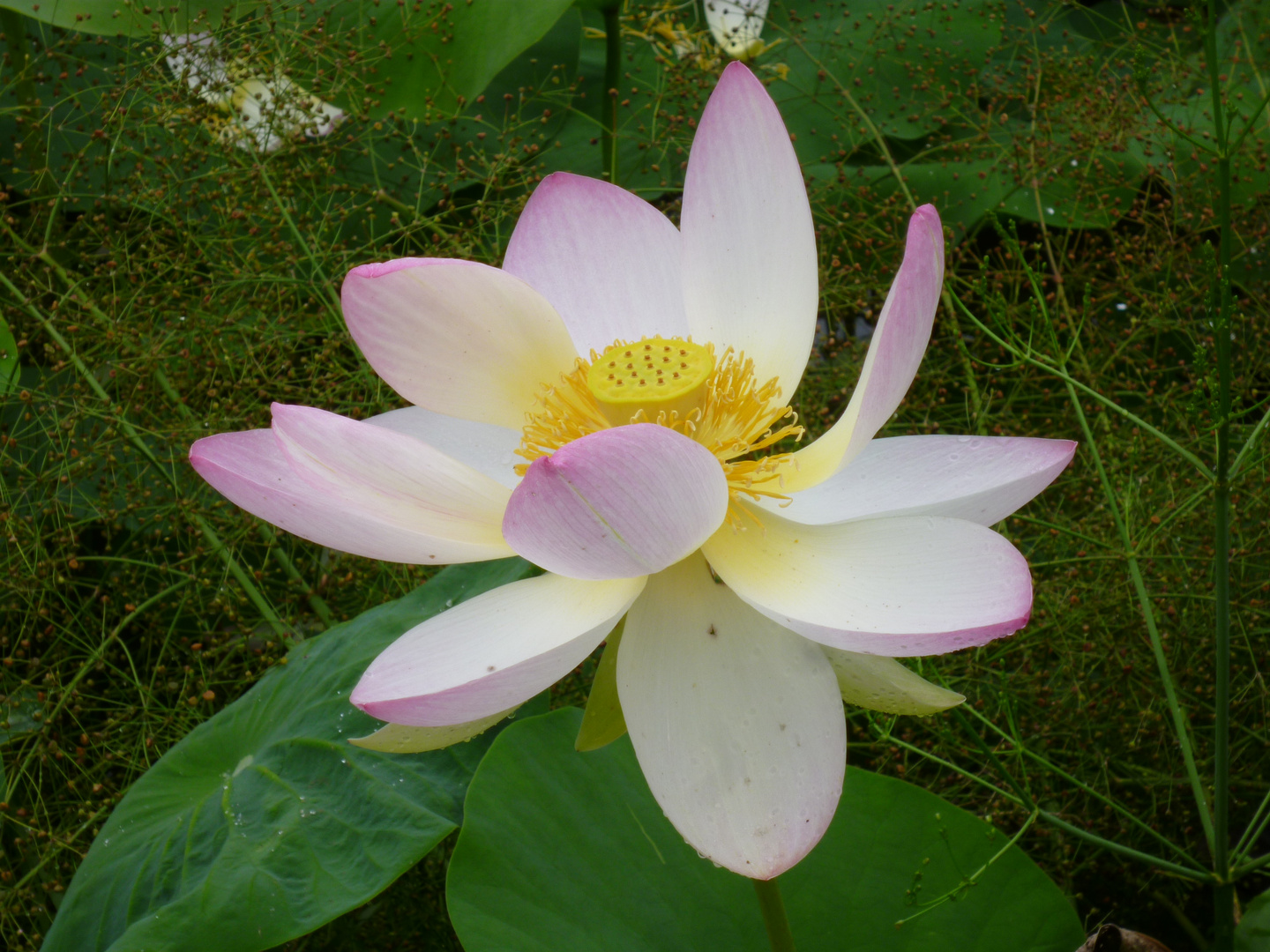 Lotusblüte im Arboretum