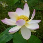 Lotusblüte im Arboretum