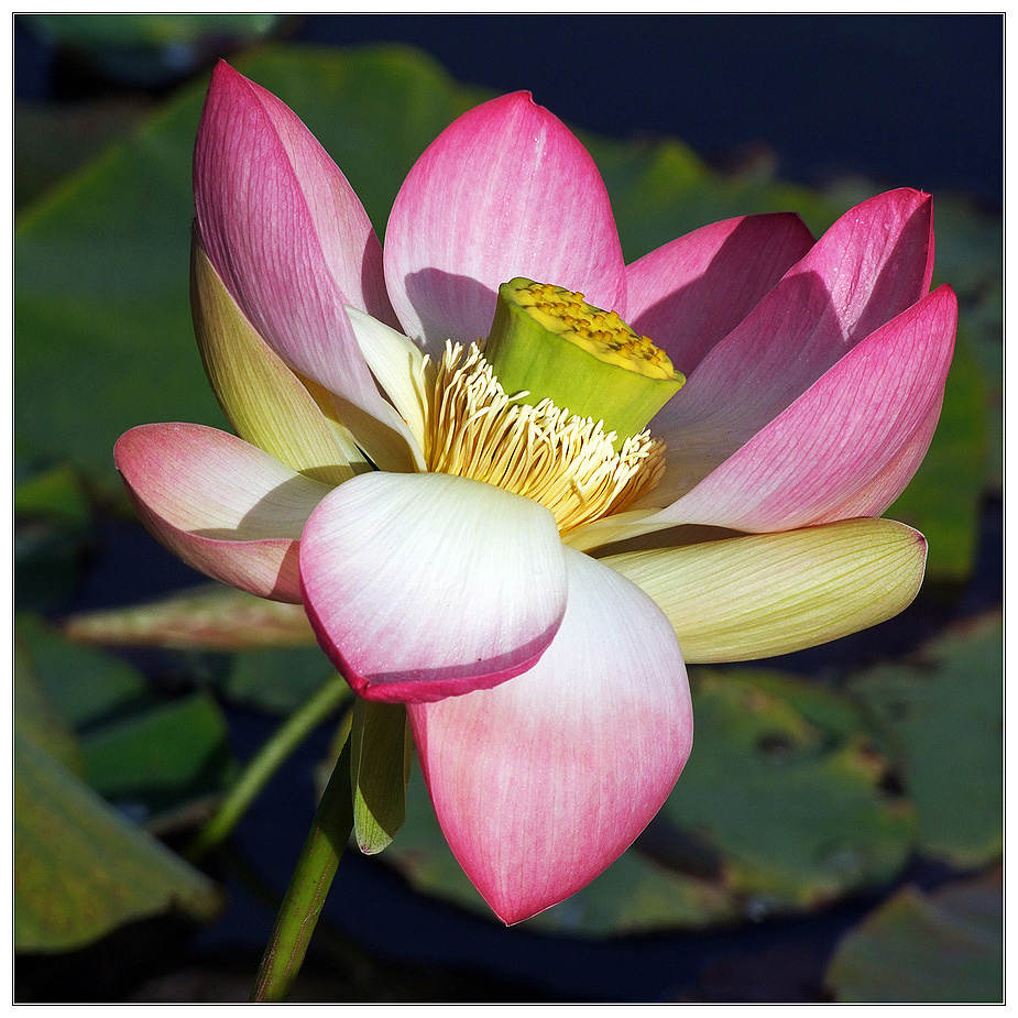 Lotusblüte im Arboretum Ellerhoop