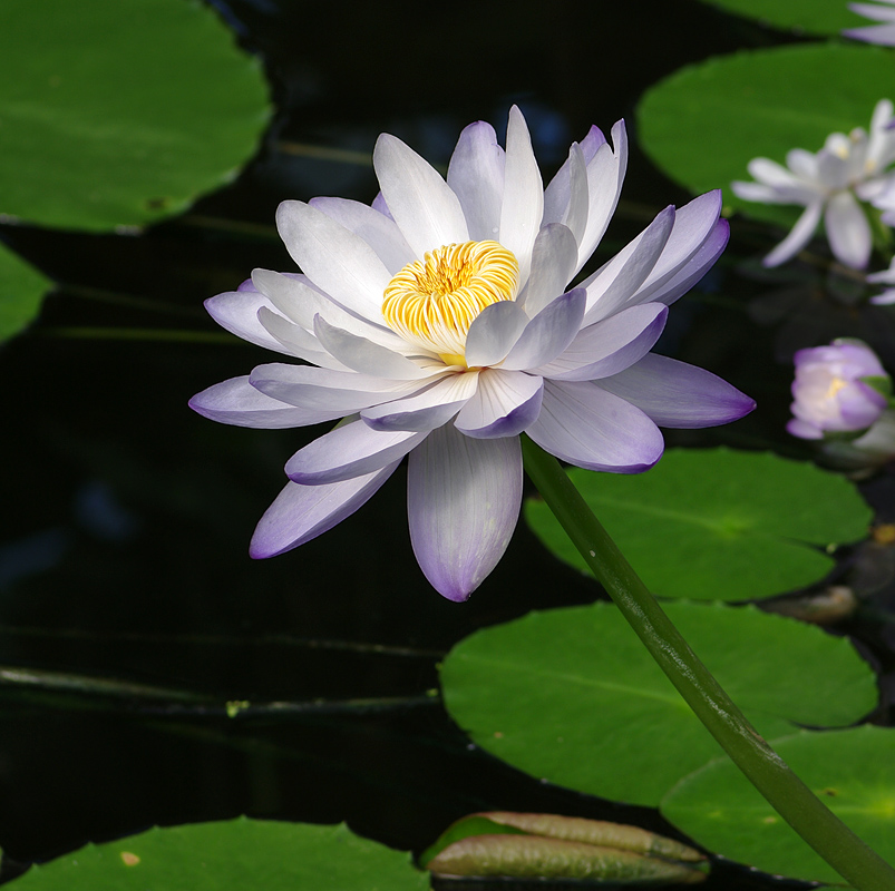 Lotusblüte im Botanischen Garten Bonn