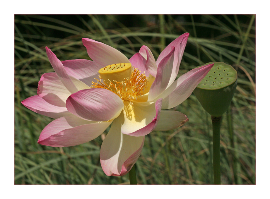 Lotusblüte im Wind