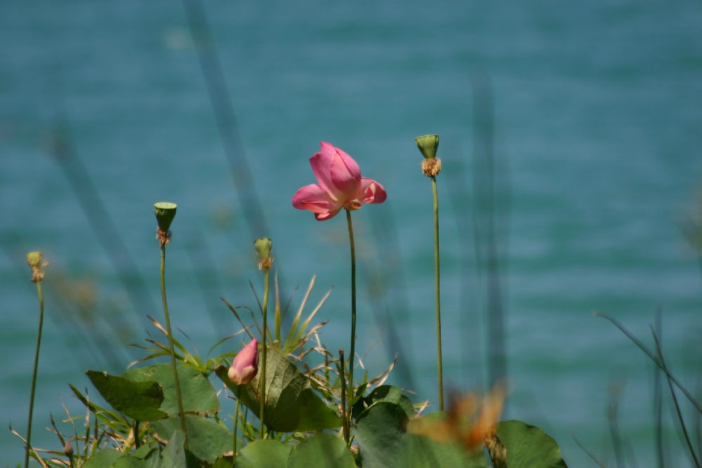 Lotusblüte im Wind