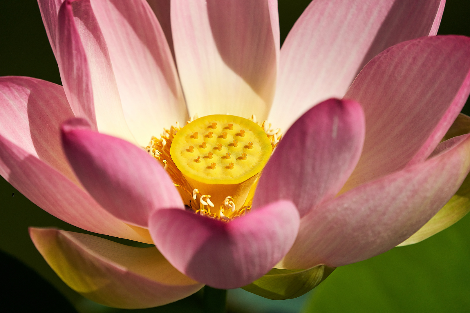 Lotusblüte in der Wilhelma