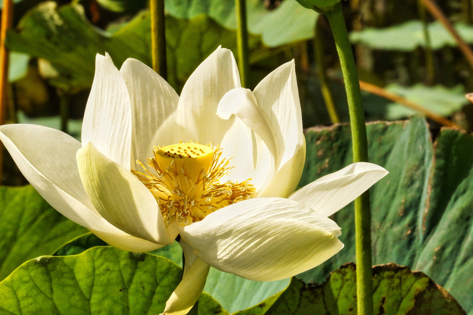 Lotusblüte in Mauritius 